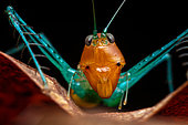 Matchstick grasshopper (Homeomastax surda s. g.), Carate, Osa, Costa Rica