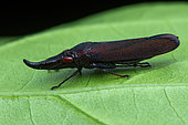 Leafhopper (Acrobelus reflexus) on a leaf, Carate, Osa, Costa Rica