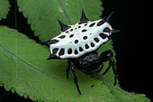 Spinybacked orbweaver (Gasteracantha cancriformis) on a leaf, Carate, Osa, Costa Rica