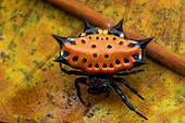 Spinybacked orbweaver (Gasteracantha cancriformis) on a leaf, Carate, Osa, Costa Rica