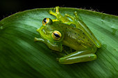 Emerald glass frog (Espadarana prosoblepon) on a leaf, Rancho Quemado, Osa, Costa Rica