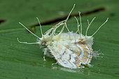 Parasitic Mushroom (Akanthomyces sp) on moth, Rancho Quemado, Osa, Costa Rica