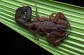 Scorpion (Tityus sp), young in situ, Rancho Quemado, Osa, Costa Rica