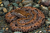 Lancehead snake (Bothrops asper) young, Rancho Quemado, Osa, Costa Rica