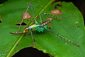 Katydid Bushcricket (Arachnoscelis magnifica = feroxnotha), female in situ, Rancho Quemado, Osa, Costa Rica