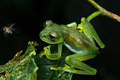 Emerald glass frog (Espadarana prosoblepon) on a leaf with fly, Rancho Quemado, Osa, Costa Rica