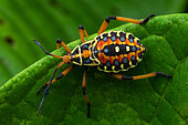 Leaf-footed bug (Pachylis nervosus), nymph, Corcovado, Osa, Costa Rica