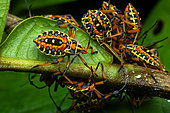 Leaf-footed bug (Pachylis nervosus), nymphs, Corcovado, Osa, Costa Rica
