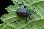 Stink bug (Pellaea stictica) on a leaf, Corcovado, Osa, Costa Rica