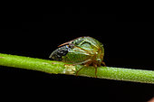 Treehopper (Membracidae sp) Tribe Ceresini, on a stem, Corcovado, Osa, Costa Rica