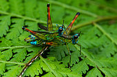 Matchstick grasshopper (Homeomastax surda) s. g. Corcovado, Osa, Costa Rica
