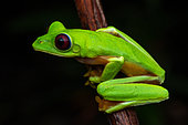 Gliding Leaf Frog (Agalychnis spurrelli) on a branch, Corcovado, Osa, Costa Rica