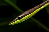 Vine Snake (Oxybelis koehleri) portrait, Corcovado, Osa, Costa Rica