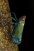 Lantern fly (Enchophora subviridis), Corcovado, Osa, Costa Rica