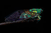 Cicada (Zammara smaragdula) on black background, Corcovado, Osa, Costa Rica