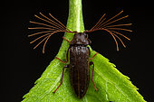 Cedar beetle (Callirhipidae sp) on a leaf, Corcovado, Osa, Costa Rica