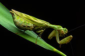 Mantis (Acontista sp) on a leaf, Corcovado, Osa, Costa Rica