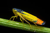 Mantis (Acontista sp) on a stem, Corcovado, Osa, Costa Rica