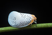 Leafhopper (Iragua fractilinea) on a stem, Corcovado, Osa, Costa Rica