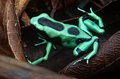 Green and black dart-poison frog (Dendrobates auratus), in situ, Manzanillo, Costa Rica