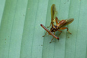eyestalksHammer Headed Fly (Richardia telescopica) male on a leaf, Manzanillo, Costa Rica