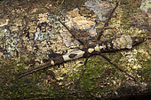 Stick Insect (Rhynchacris ornata) on bark, Manzanillo, Costa Rica