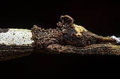 Stick Insect (Rhynchacris ornata) portrait, Manzanillo, Costa Rica