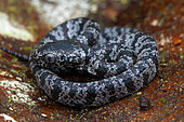 Clouded Snake (Sibon nebulatus) young, Chutes d'eau de Bribri, Costa Rica
