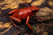Strawberry poison dart frog (Oophaga pumilio), Chutes d'eau de Bribri, Costa Rica