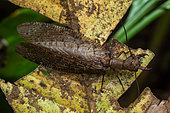 Dobson Fly (Corydalus cornutus), female in situ, Kekoldi, Costa Rica