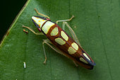 Leafhopper (Platygonia spatulata) on a leaf, Manzanillo, Costa Rica