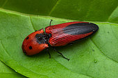 Click beetle (Lacon sp) on a leaf, Manzanillo, Costa Rica