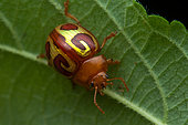 Leaf beetle (Stilodes sp) on a leaf, Kekoldi, Costa Rica
