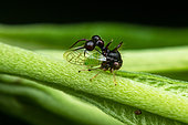 Ant-mimicking treehopper (Cyphonia clavata) in situ, Manzanillo, Costa Rica