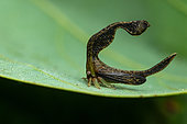 Treehopper (Cladonota zeledoni) on leaf, Manzanillo, Costa Rica