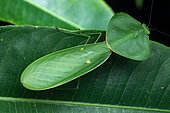 Hooded Mantis (Choeradodis rhombicollis) Manzanillo, Costa Rica