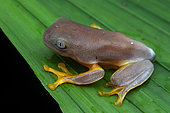 Sylvia's tree frog (Cruziohyla sylviae), juvenile in situ, Manzanillo, Costa Rica