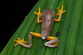 Sylvia's tree frog (Cruziohyla sylviae), juvenile in situ, Manzanillo, Costa Rica