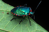 Shield bug (Rhyssocephala infuscata) on a leaf, Manzanillo, Costa Rica