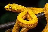 Eyelash viper (Bothriechis schlegelii) yellow form, Manzanillo, Costa Rica