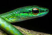 Satiny Parrot Snake (Leptophis depressirostris) portrait, Manzanillo, Costa Rica