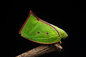 Planthopper (Carthaeomorpha rufipes), Manzanillo, Costa Rica