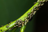 Leafhopper (Cicadellidae sp), nymphs, Manzanillo, Costa Rica