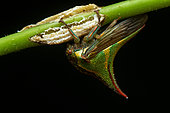 Thorn bug (Umbonia crassicornis), female with eggs in situ (Manzanillo, Costa Rica)