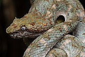 Eyelash viper (Bothriechis schlegelii) in situ, Manzanillo, Costa Rica