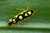 Leafhopper (Baleja flavoguttata) on a leaf, Manzanillo, Costa Rica