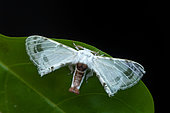 Moth (Colla coelestis) on a leaf, Manzanillo, Costa Rica