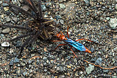 Spider wasp (Tachypompilus sp) et Wandering spider (Cupiennius coccineus), Manzanillo, Costa Rica