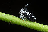 Treehopper (Notocera sp), in situ, Manzanillo, Costa Rica