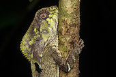 Smooth Helmeted Iguana (Corytophanes cristatus), in situ (Manzanillo, Costa Rica)